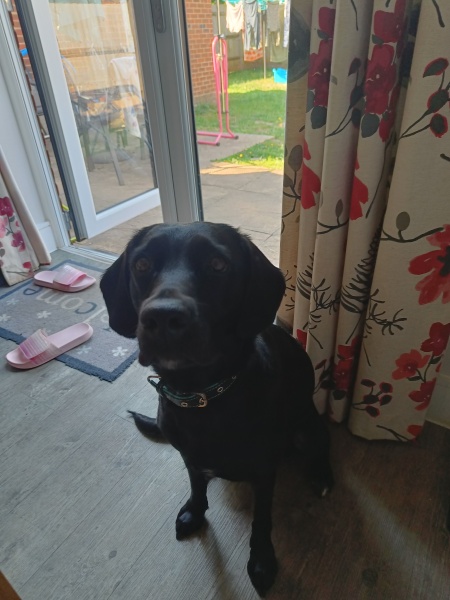 What mix is my dog ( photo included)