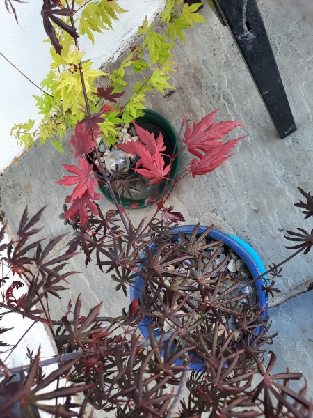 Acer leaves has gone funny! Pic attached 