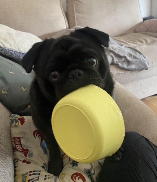 Pregnant & thinking of rehoming a dog 