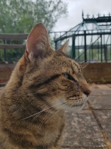 DS wants to take cat to uni