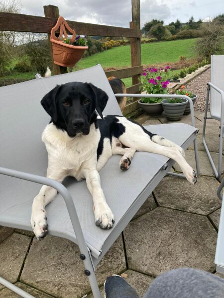 What mix is my dog ( photo included)