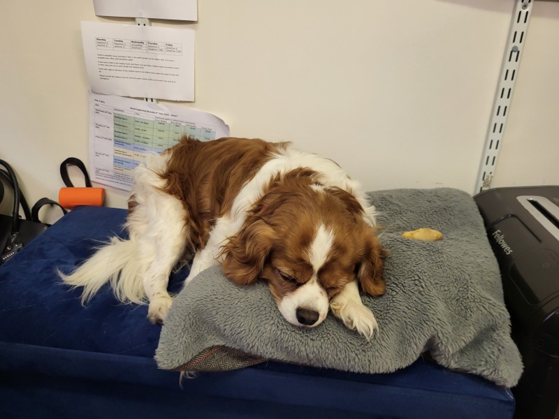 If you have a KC Cavalier or similar…. Off lead ever?