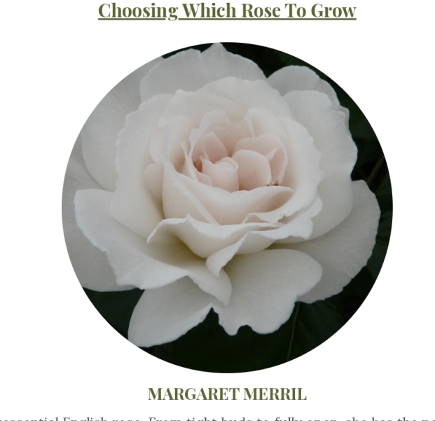 Choosing roses for pots