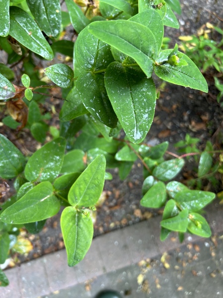 Potential moth larvae on plant 