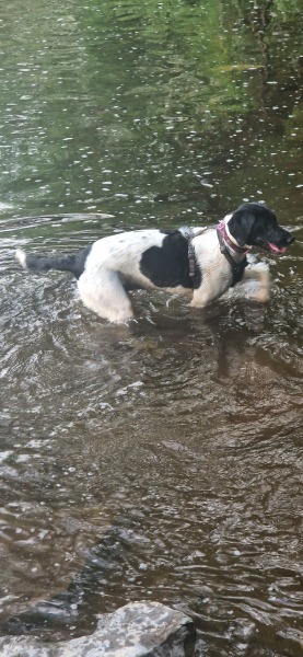 What mix is my dog ( photo included)