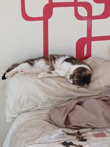Cats used to be worshiped as Gods...