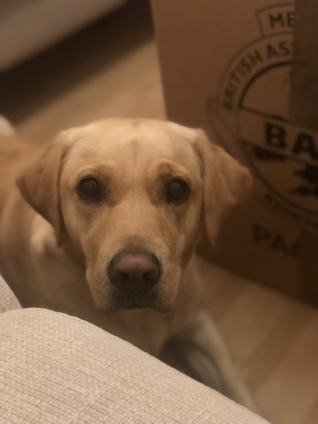 Want a dog but too anxious 