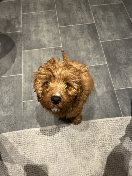 Lilou or Olive? Is it too late to change?