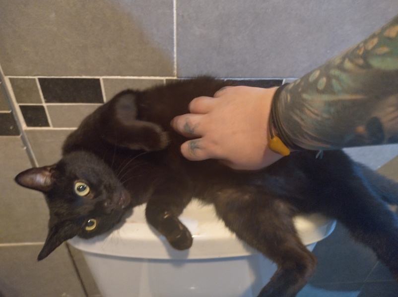 Cats used to be worshiped as Gods...