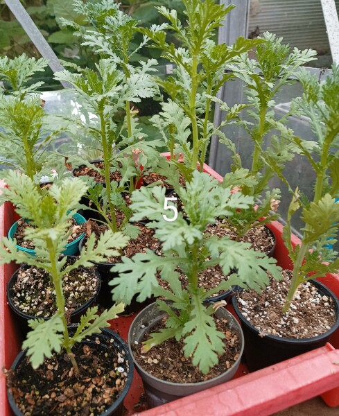 'Wildflowers' packet germinated, but what the heck are they?! Plant ID help please 