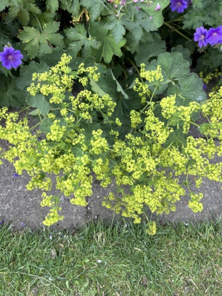 Does anyone know what this is?