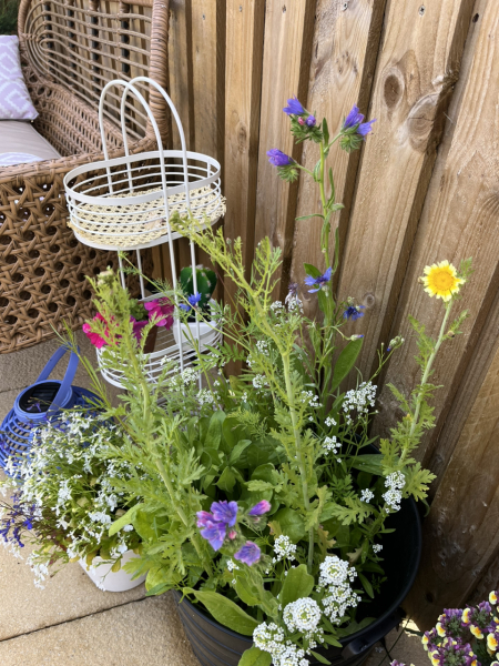 Can anyone identify these wild flowers?