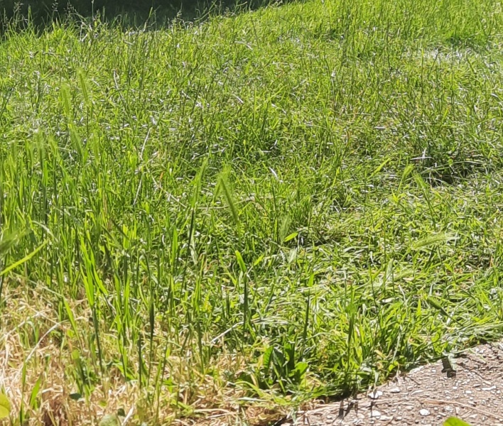 Anyone not cutting their grass - how's it going?