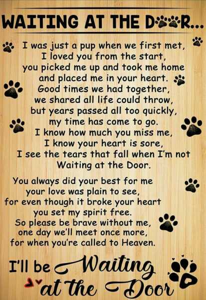 I had to put my darling dog to sleep yesterday 
