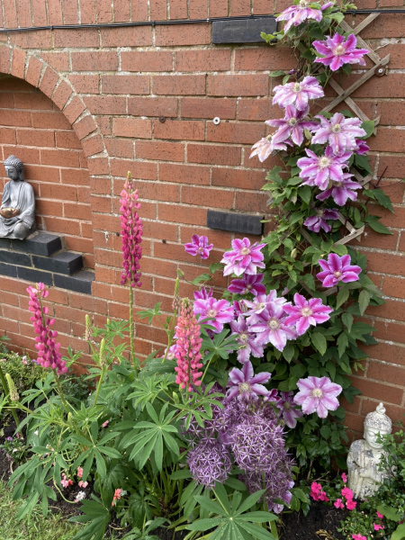 Shrubs that like their roots cool and their tops warm?