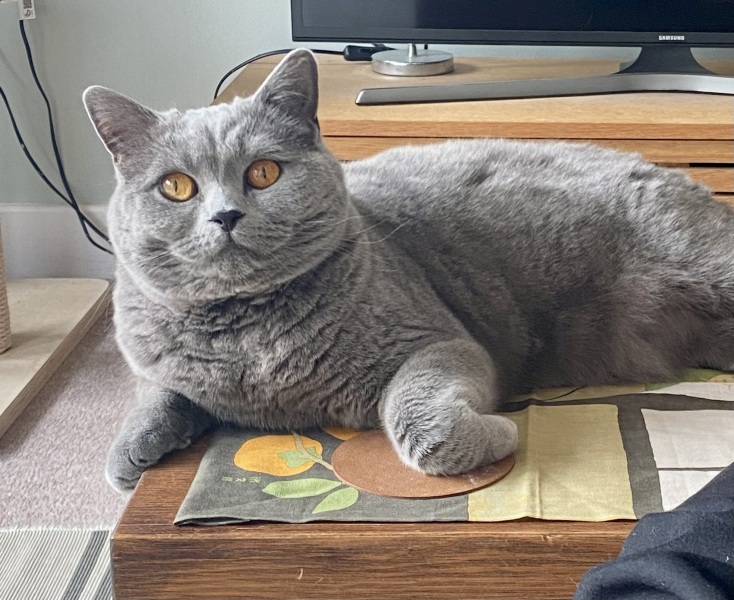 Childfree - what's your take on pets?