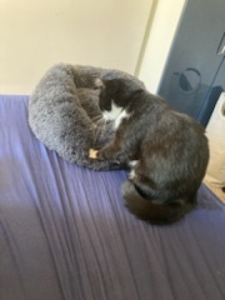 Where do your cats sleep?