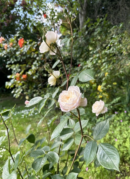 Thread 7 - TalkLair: “In fact it’s an oblate spheroid”