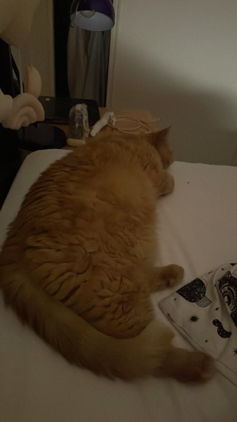 Let's have a happy thread. Show me your kitties.