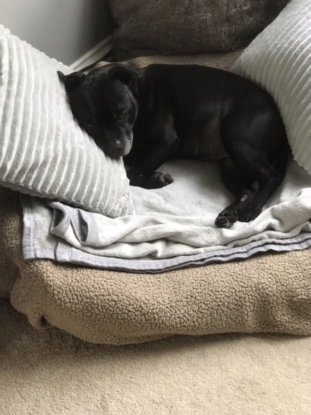 What do you call your dog…?