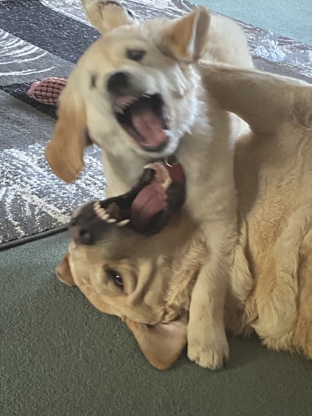 Puppy support group