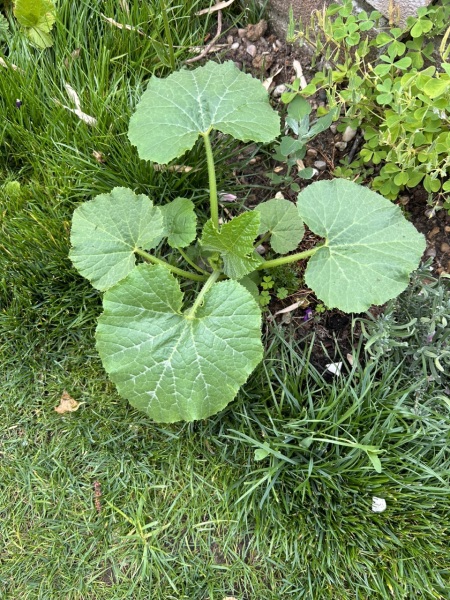 Is this a weed?