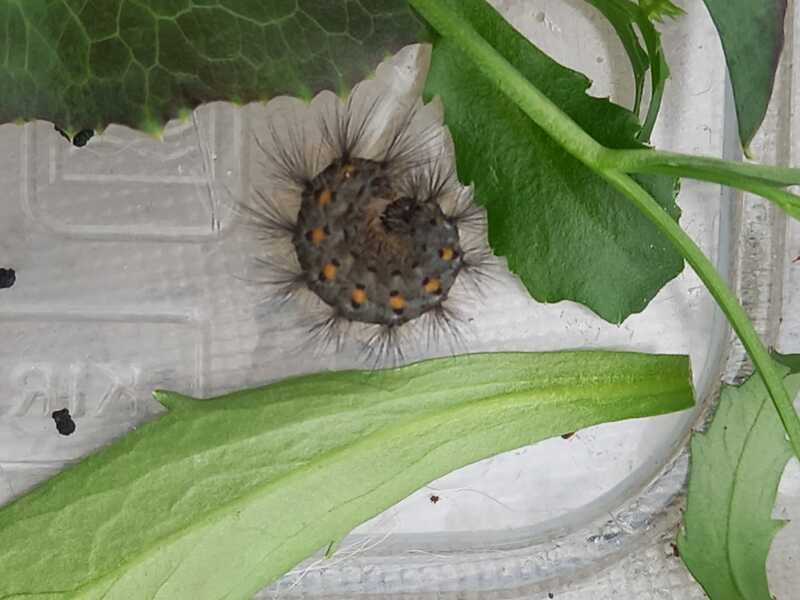 Can anyone I.D this caterpillar for me please?