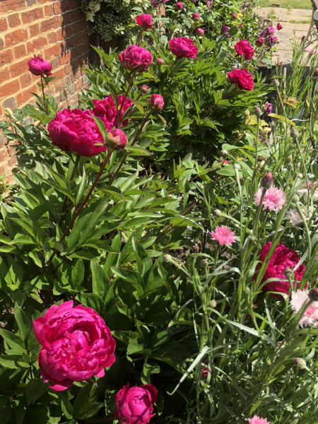 Beautiful Peony