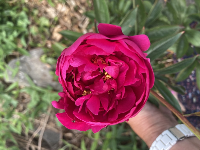 Have your peonies sprouted yet?