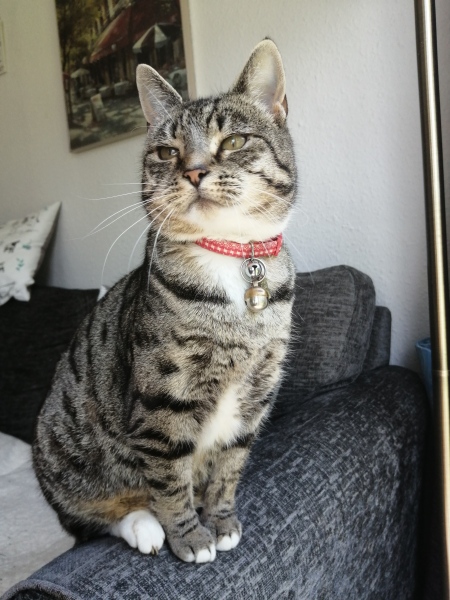 Our cat is being terrorised!