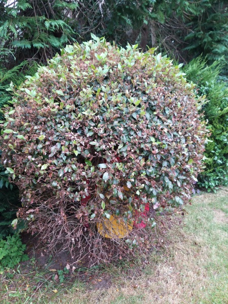 Viburnum beetle... is this salvageable?