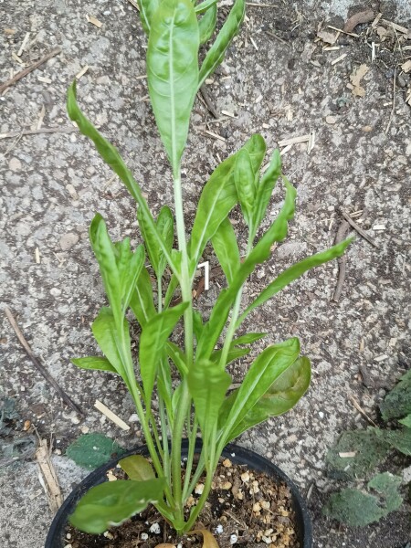 'Wildflowers' packet germinated, but what the heck are they?! Plant ID help please 