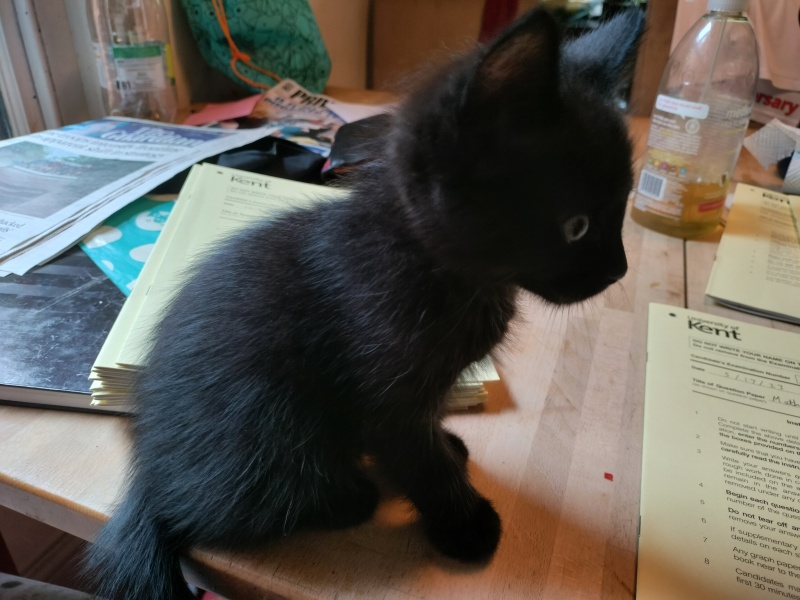 Collecting kitten - what do I need?