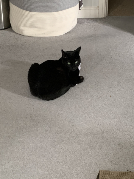 Cats used to be worshiped as Gods...
