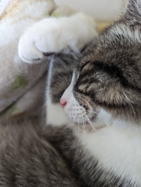 A Very Great Quantity Of Excellent Cats
