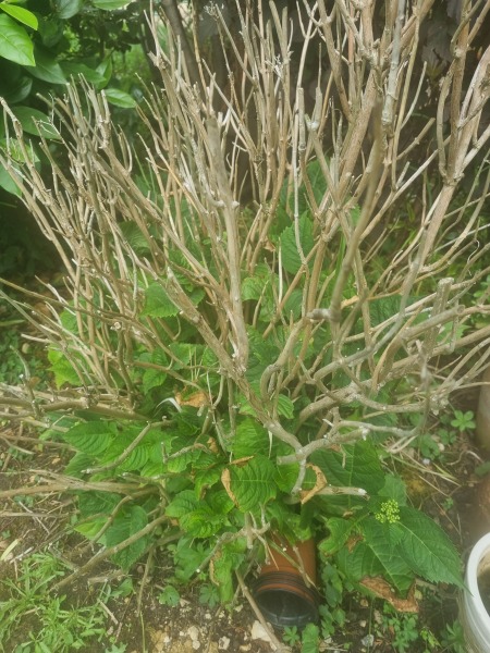 Hydrangea help!