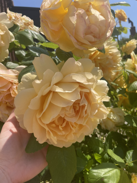 Help identifying these roses