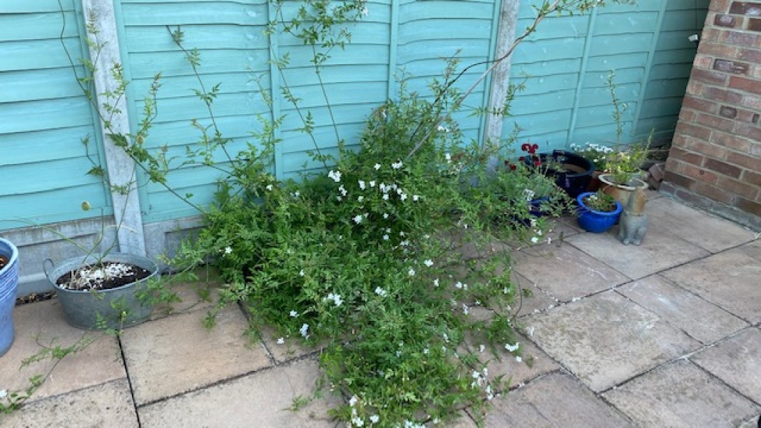 Unruly jasmine