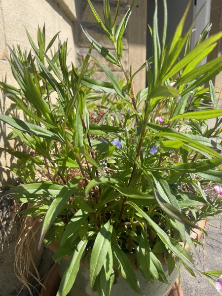 Weed or not?