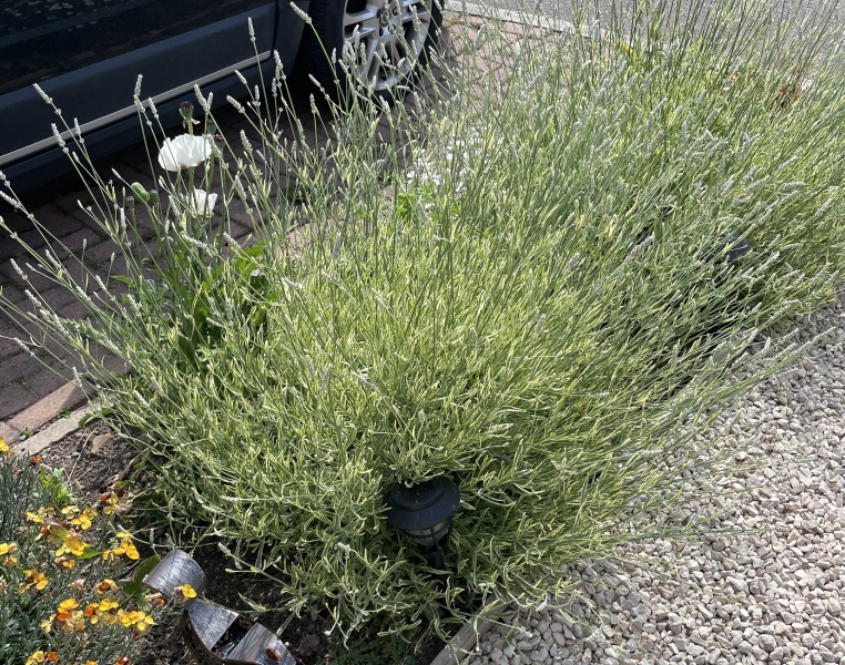 How to tame this lavender?