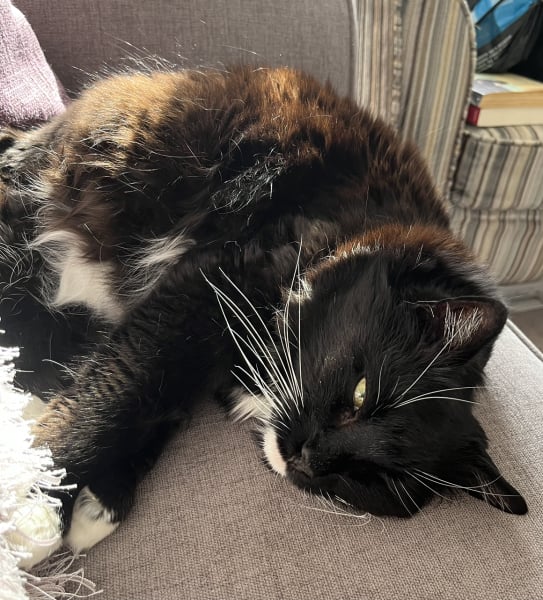 How long did it take for your new cat to come out of hiding?