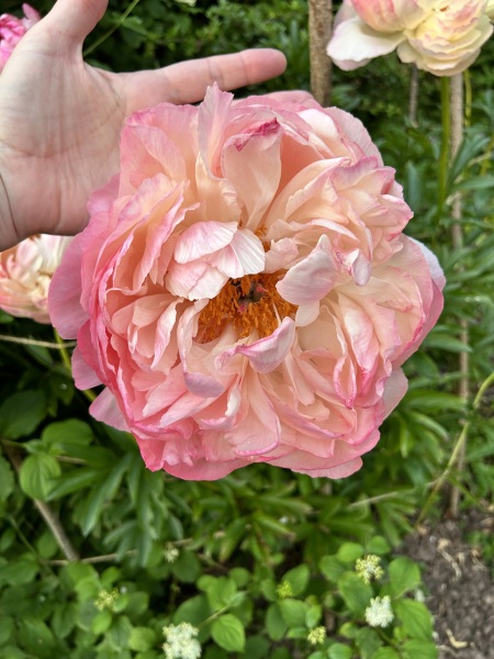 Have your peonies sprouted yet?