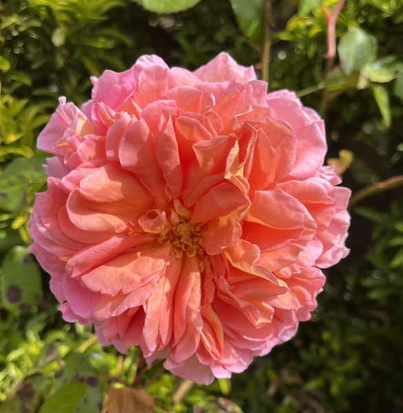 Rose Appreciation Thread