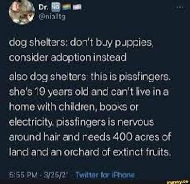 How to surprise husband with his dream puppy for his birthday