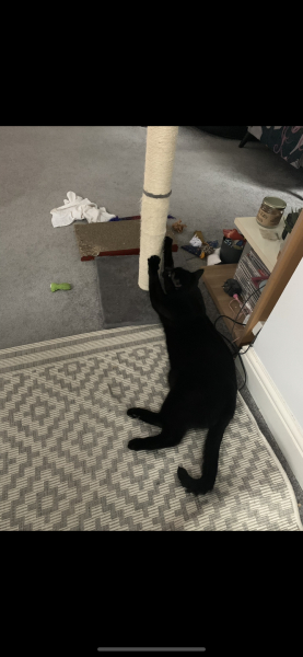 A Very Great Quantity Of Excellent Cats