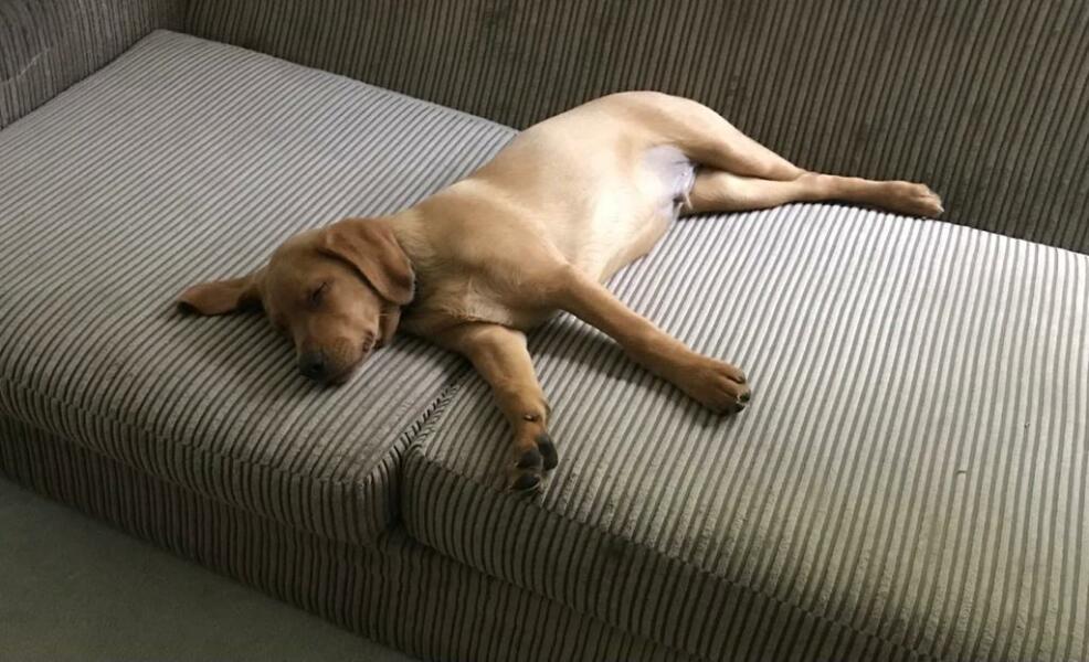 Keeping pup off patch of lawn