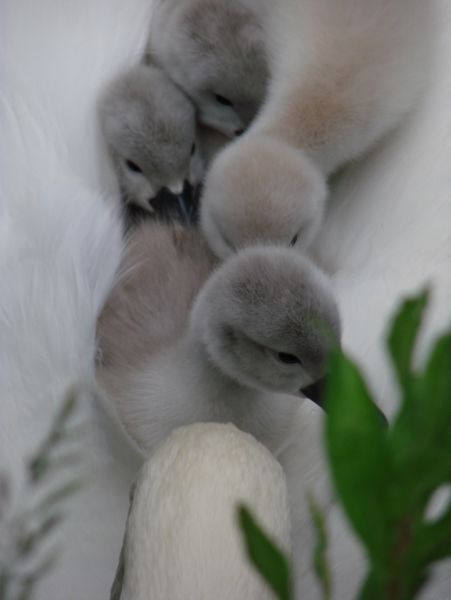 To think that swans are awful creatures?