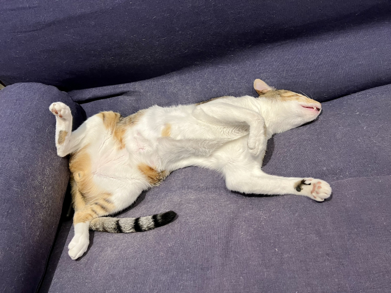 A Very Great Quantity Of Excellent Cats