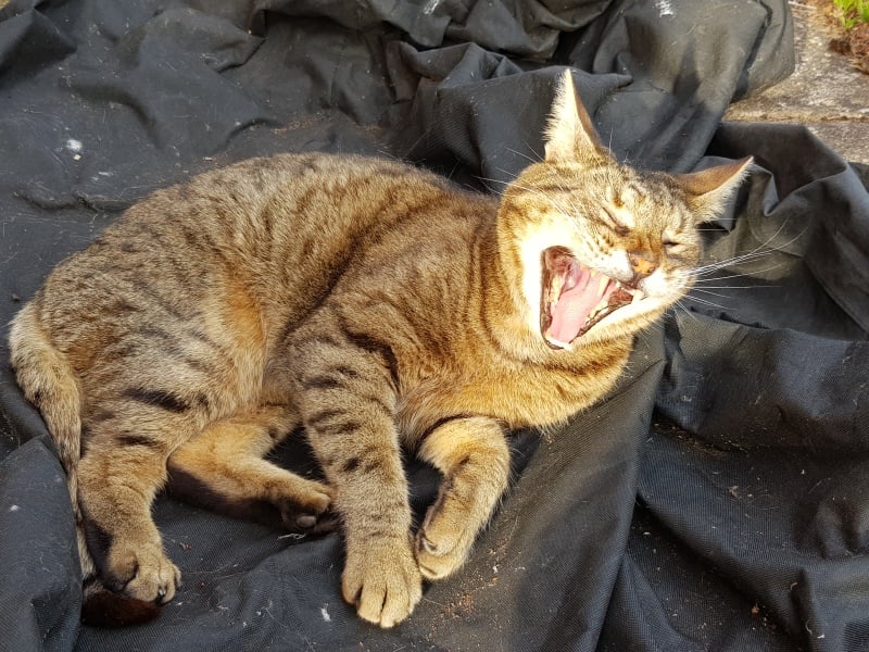 Thug cat part 5 - For he will not do destruction, if he is well-fed, neither will he spit without provocation.