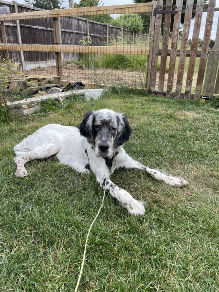 Puppy survival thread part 2